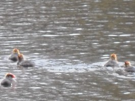 meerkoet met kleintjes