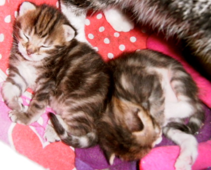poesjes, kittens,