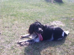 Foto: Rik van Boeckel, hond Ysbrandt met enorme roze tong