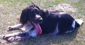 Foto: Rik van Boeckel, hond Ysbrandt met enorme roze tong