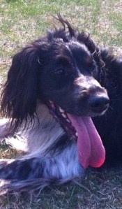 Foto: Rik van Boeckel, hond Ysbrandt met enorme roze tong