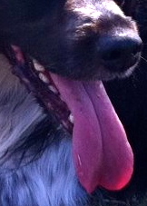 Foto: Rik van Boeckel, hond Ysbrandt met enorme roze tong