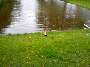 moeder eend met kleine eendjes, vijver, baby eendjes, gle en bruine kleien eendjes, lente jonge eendjes