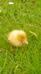 moeder eend met kleine eendjes, vijver, baby eendjes, gle en bruine kleien eendjes, lente jonge eendjes