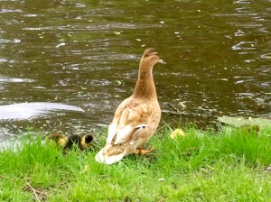 moeder eend met kleine eendjes, vijver, baby eendjes, gle en bruine kleien eendjes, lente jonge eendjes