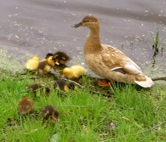 moeder eend met kleine eendjes, vijver, baby eendjes, gle en bruine kleien eendjes, lente jonge eendjes