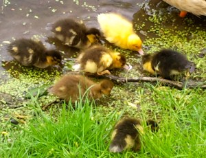 moeder eend met kleine eendjes, vijver, baby eendjes, gle en bruine kleien eendjes, lente jonge eendjes