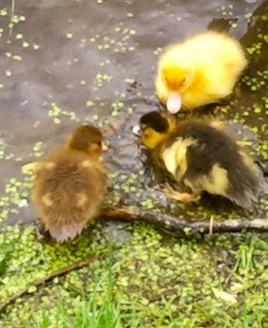 moeder eend met kleine eendjes, vijver, baby eendjes, gle en bruine kleien eendjes, lente jonge eendjes