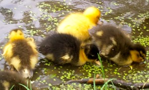 moeder eend met kleine eendjes, vijver, baby eendjes, gle en bruine kleien eendjes, lente jonge eendjes