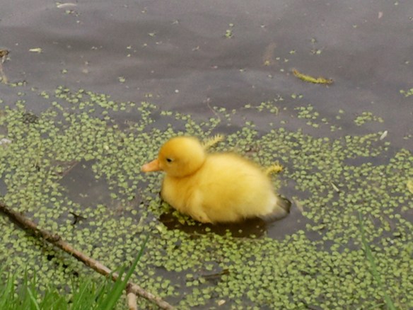 moeder eend met kleine eendjes, vijver, baby eendjes, gle en bruine kleien eendjes, lente jonge eendjes