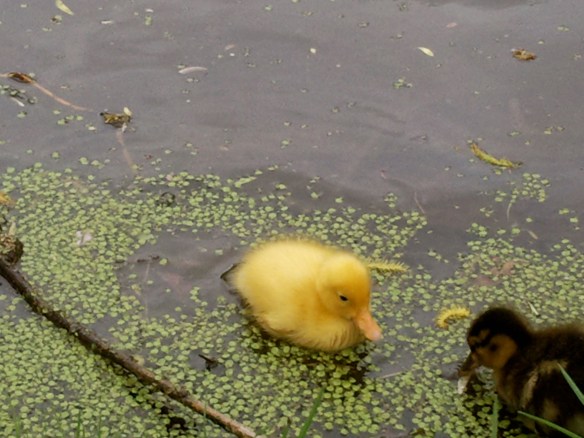 moeder eend met kleine eendjes, vijver, baby eendjes, gle en bruine kleien eendjes, lente jonge eendjes