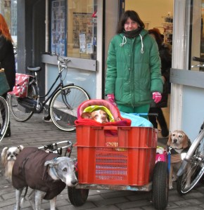 Doglady en haar hondjes, roedel
