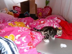 kittens spelen in kartonnen dozen, kleine poesjes