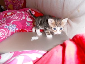 kittens spelen in kartonnen dozen, kleine poesjes