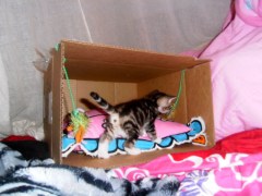 kittens spelen in kartonnen dozen, kleine poesjes