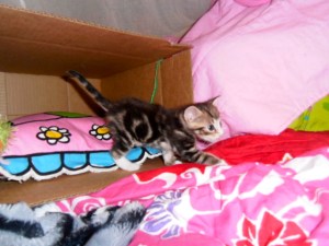 kittens spelen in kartonnen dozen, kleine poesjes