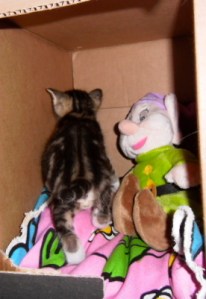 kittens spelen in kartonnen dozen, kleine poesjes