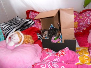 kittens spelen in kartonnen dozen, kleine poesjes