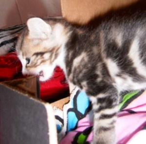 kittens spelen in kartonnen dozen, kleine poesjes