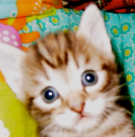 kittens spelen in kartonnen dozen, kleine poesjes