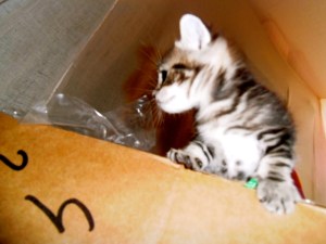 kittens spelen in kartonnen dozen, kleine poesjes
