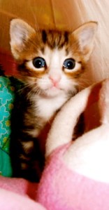 kittens spelen in kartonnen dozen, kleine poesjes