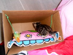 kittens spelen in kartonnen dozen, kleine poesjes