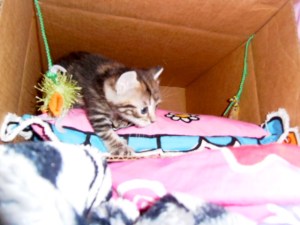 kittens spelen in kartonnen dozen, kleine poesjes, playing kittens