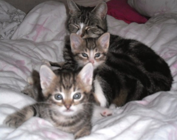 Kittens met moeder, kleine poesjes, schattig, lief, zoet