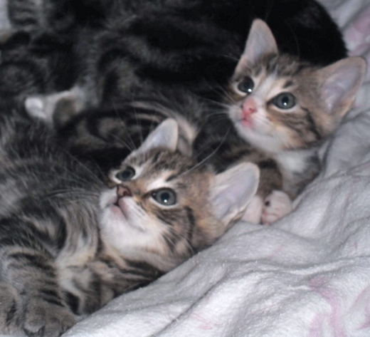 Kittens met moeder, kleine poesjes, schattig, lief, zoet