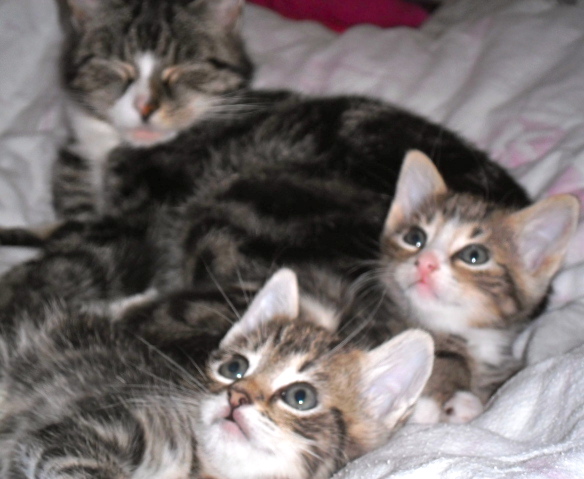Kittens met moeder, kleine poesjes, schattig, lief, zoet