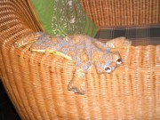 stoffen kikker, grappig, lachwekkend, mooi stofje