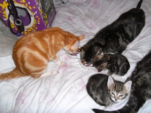 Kittens met moeder, kleine poesjes, schattig, lief, zoet