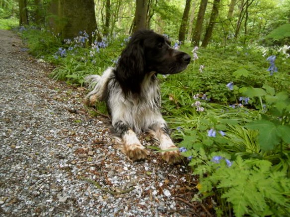 sprookjesbos, lente, fluitekruid, allium, bloeien bos, boshyacintjes, bos, feeëriek