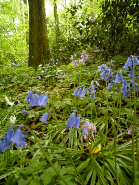 sprookjesbos, lente, fluitekruid, allium, bloeien bos, boshyacintjes, bos, feeëriek