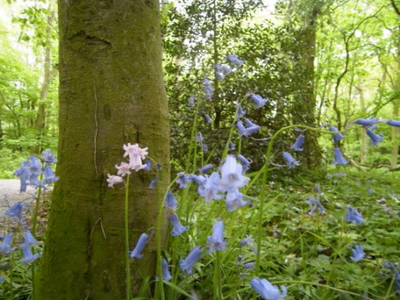 sprookjesbos, lente, fluitekruid, allium, bloeien bos, boshyacintjes, bos, feeëriek