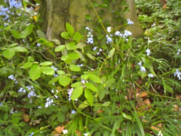 sprookjesbos, lente, fluitekruid, allium, bloeien bos, boshyacintjes, bos, feeëriek