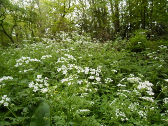 sprookjesbos, lente, fluitekruid, allium, bloeien bos, boshyacintjes, bos, feeëriek