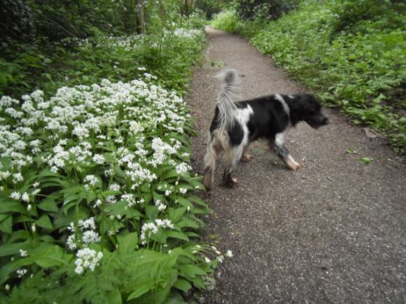sprookjesbos, lente, fluitekruid, allium, bloeien bos, boshyacintjes, bos, feeëriek