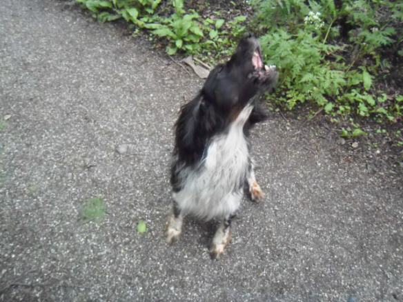 sprookjesbos, lente, fluitekruid, allium, bloeien bos, boshyacintjes, bos, feeëriek, hondje