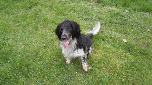 sprookjesbos, lente, fluitekruid, allium, bloeien bos, boshyacintjes, bos, feeëriek, hondje