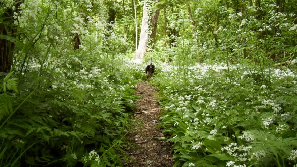 sprookjesbos, lente, fluitekruid, allium, bloeien bos, boshyacintjes, bos, feeëriek, hondje