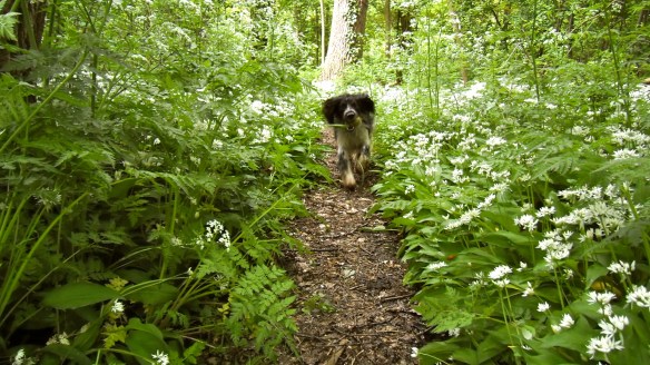 sprookjesbos, lente, fluitekruid, allium, bloeien bos, boshyacintjes, bos, feeëriek, hondje