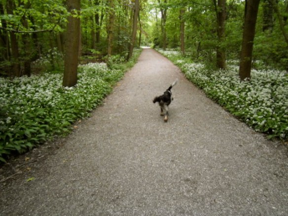 sprookjesbos, lente, fluitekruid, allium, bloeien bos, boshyacintjes, bos, feeëriek, hondje