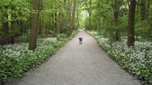 sprookjesbos, lente, fluitekruid, allium, bloeien bos, boshyacintjes, bos, feeëriek, hondje