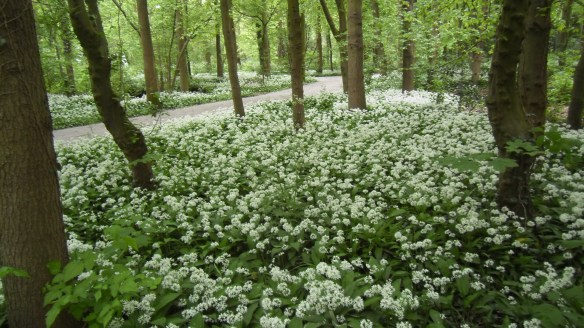 sprookjesbos, lente, fluitekruid, allium, bloeien bos, boshyacintjes, bos, feeëriek, hondje
