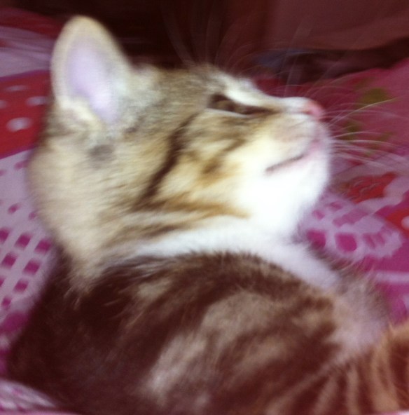 kitten speelt, playing kitten, speels poesje