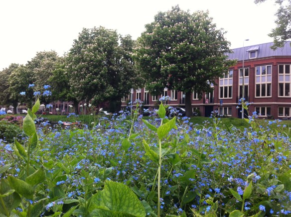 uitbundig In de Singeltuin staat van alles te bloeien, Leiden