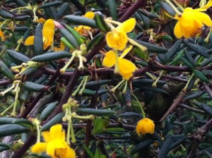 In de Singeltuin staat van alles te bloeien, Leiden