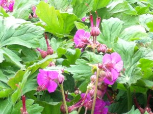 In de Singeltuin staat van alles te bloeien, Leiden